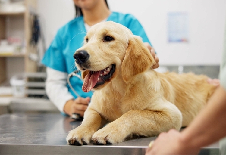 What Is a Pet Insurance Deductible? Deductibles Explained
