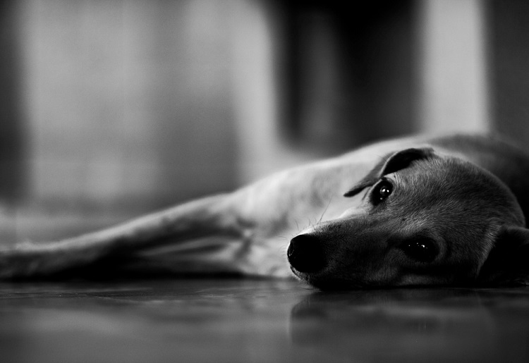10 Ways to Communicate With Pets After Their Death