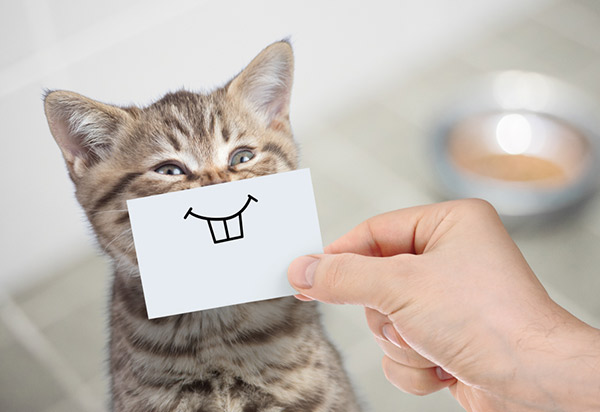 Pet Insurance for Cats: Compare the Top Companies