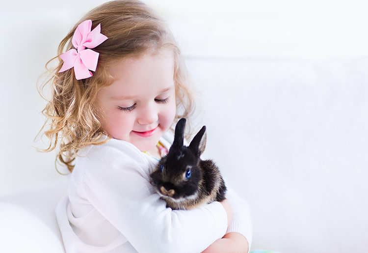 pet insurance pet insurance