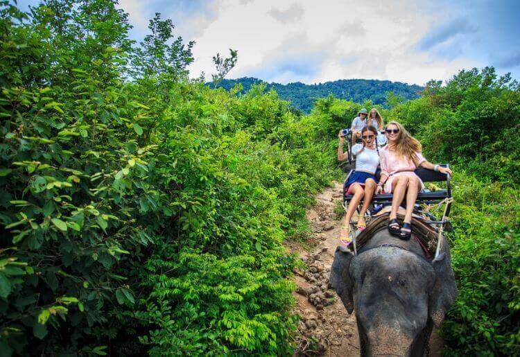 Elephants Elephants are a popular choice for online dating profile images