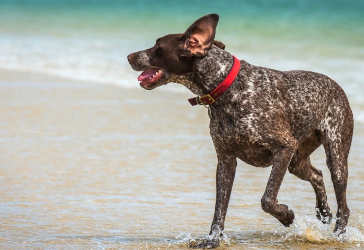German Shorthaired Pointer