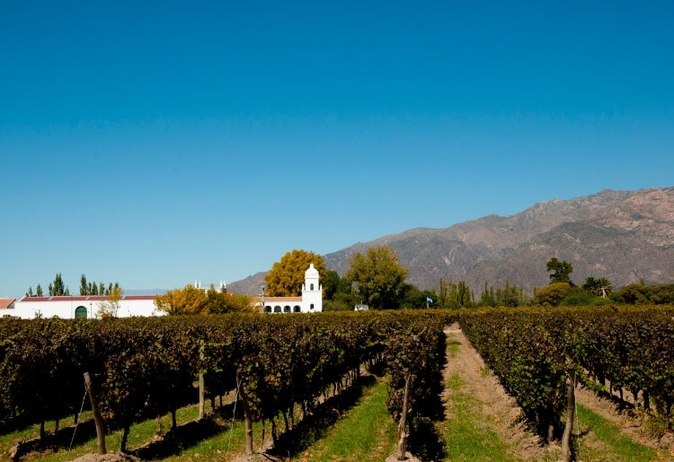 Vineyard in Cafayate, Argentina